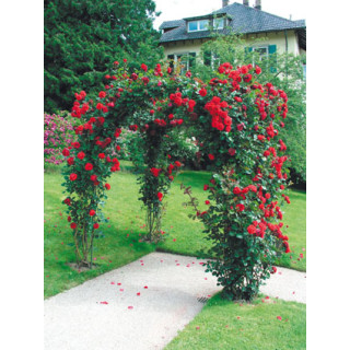 Rosier grimpant - Le Grand huit® grimpant