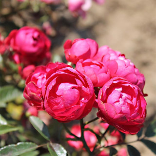 Rosier miniature - Fête des Mères - Koster Rouge