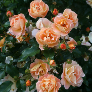 DECOROSIERS Calizia
