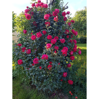 Rosier grimpant - Le Grand huit® grimpant