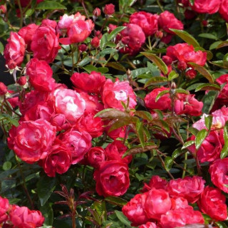 Rosier miniature - Fête des Mères - Koster Rouge