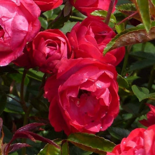 Rosier miniature - Fête des Mères - Koster Rouge