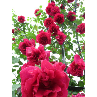 Rosier grimpant  ancien - Etoile de Hollande - ©Roses Guillot®