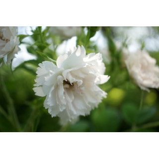 Rosier ancien - White Grootendorst