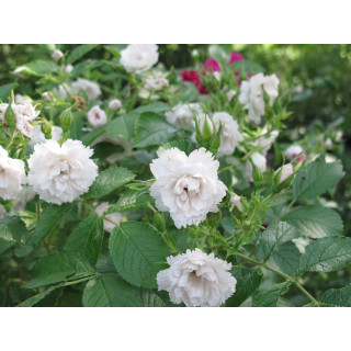 Rosier ancien - White Grootendorst
