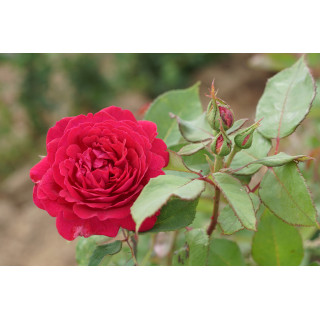Souvenir de Lady Hardley