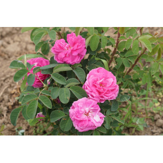 Rosier ancien Guillot - Impératrice Eugénie
