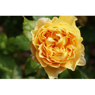 Rosier jaune Générosa® - 100 Idées Jardin®