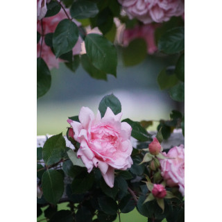Rosier liane ancien - Albertine - ©Roses Guillot®