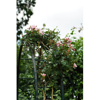Rosier liane ancien - Albertine - ©Roses Guillot®