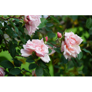 Rosier liane ancien - Albertine - ©Roses Guillot®