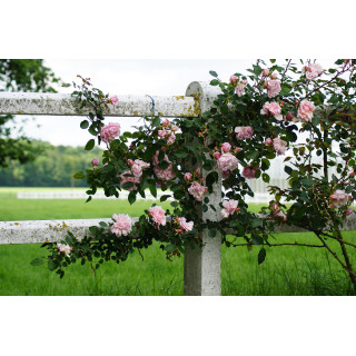 Rosier liane ancien - Albertine - ©Roses Guillot®