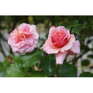 Rosier ancien grimpant - Aloha - - ©Roses Guillot®