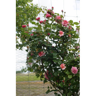Rosier ancien grimpant - Aloha - - ©Roses Guillot®