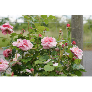 Rosier ancien grimpant - Aloha - - ©Roses Guillot®