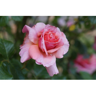 Rosier ancien grimpant - Aloha - - ©Roses Guillot®