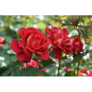 Rosier Générosa® -  L'Ami des Jardins® - ©Roses Guillot®