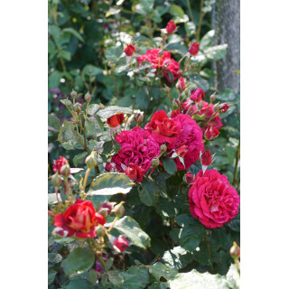 Rosier Générosa® -  L'Ami des Jardins® - ©Roses Guillot®