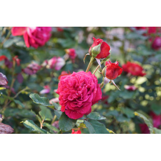 Rosier Générosa® -  L'Ami des Jardins® - ©Roses Guillot®