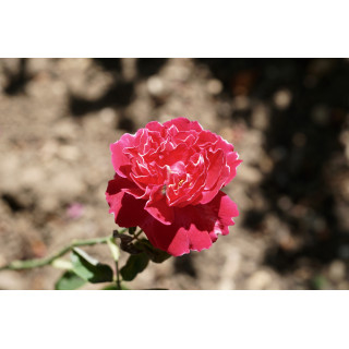 Rosier ancien -  Baron Girod de l'Ain - ©Roses Guillot®