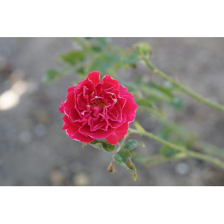 Rosier ancien -  Baron Girod de l'Ain - ©Roses Guillot®