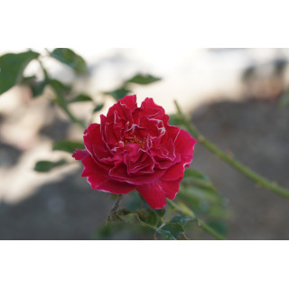 Rosier ancien -  Baron Girod de l'Ain - ©Roses Guillot®