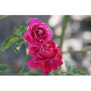 Rosier ancien -  Baron Girod de l'Ain - ©Roses Guillot®