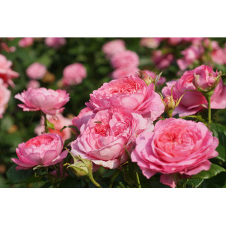Rosier Guillot® Générosa® -  Chantal Mérieux®