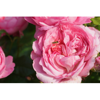 Rosier Guillot® Générosa® -  Chantal Mérieux®