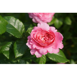 Rosier Guillot® Générosa® -  Chantal Mérieux®