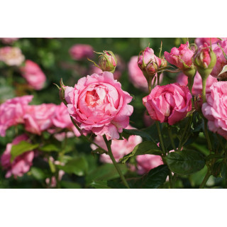 Rosier Guillot® Générosa® -  Chantal Mérieux®