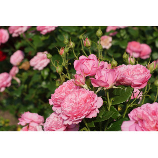 Rosier Guillot® Générosa® -  Chantal Mérieux®