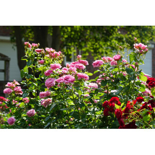 Rosier Guillot® Générosa® -  Chantal Mérieux®