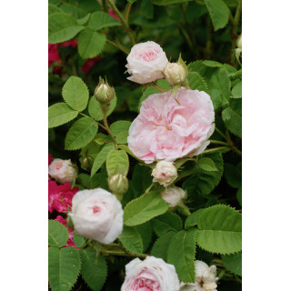 Cuisse de Nymphe Emue - ©Roses Guillot®