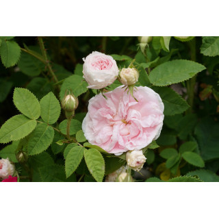 Cuisse de Nymphe Emue - ©Roses Guillot®