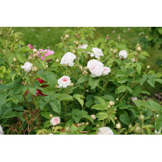 Cuisse de Nymphe Emue - ©Roses Guillot®