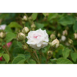 Cuisse de Nymphe Emue - ©Roses Guillot®