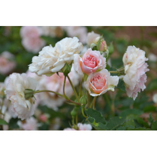 Rosier ancien - Felicia - ©Roses Guillot®