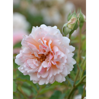 Rosier ancien - Felicia - ©Roses Guillot®