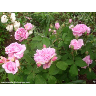 Rosier Ancien - Comte de Chambord