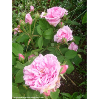 Rosier Ancien - Comte de Chambord