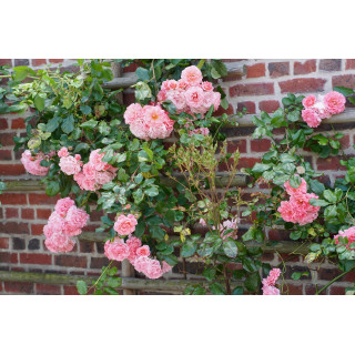 Rosier grimpant Guillot® - Dream Weaver® - ©Roses Guillot®