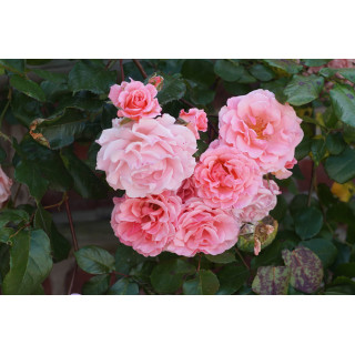 Rosier grimpant Guillot® - Dream Weaver® - ©Roses Guillot®