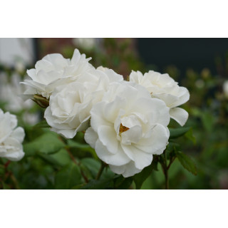 Rosier Fleurs groupées - Fée des neiges (Iceberg)