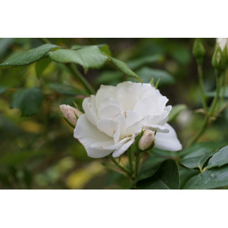 Rosier Fleurs groupées - Fée des neiges (Iceberg)