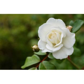 Rosier Fleurs groupées - Fée des neiges (Iceberg)