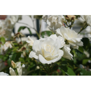 Rosier Fleurs groupées - Fée des neiges (Iceberg)