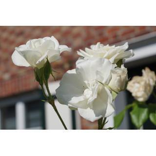 Rosier Fleurs groupées - Fée des neiges (Iceberg)