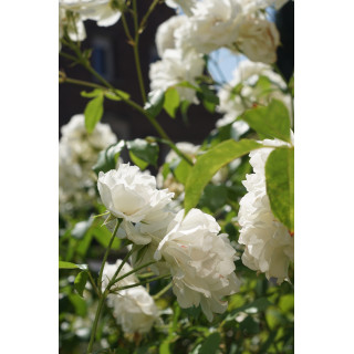 Rosier Fleurs groupées - Fée des neiges (Iceberg)