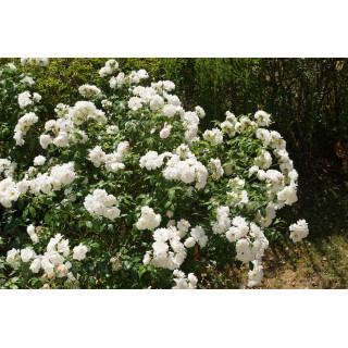 Rosier Fleurs groupées - Fée des neiges (Iceberg)